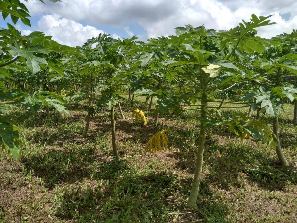 Casa, 3 quartos, 170 m² - Foto 5