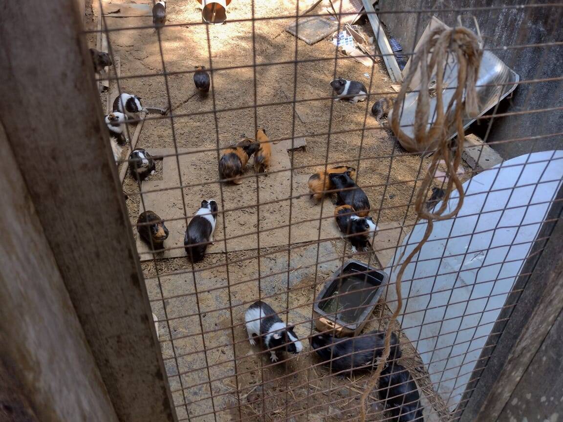 Casa, 3 quartos, 480 m² - Foto 23