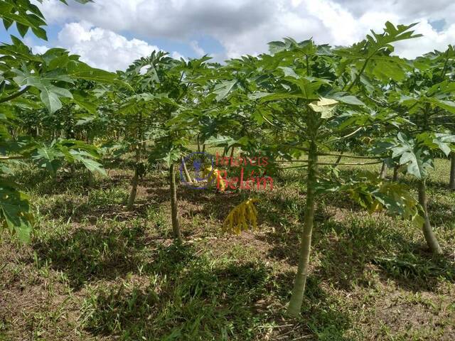 Casa para Venda em Vigia - 5